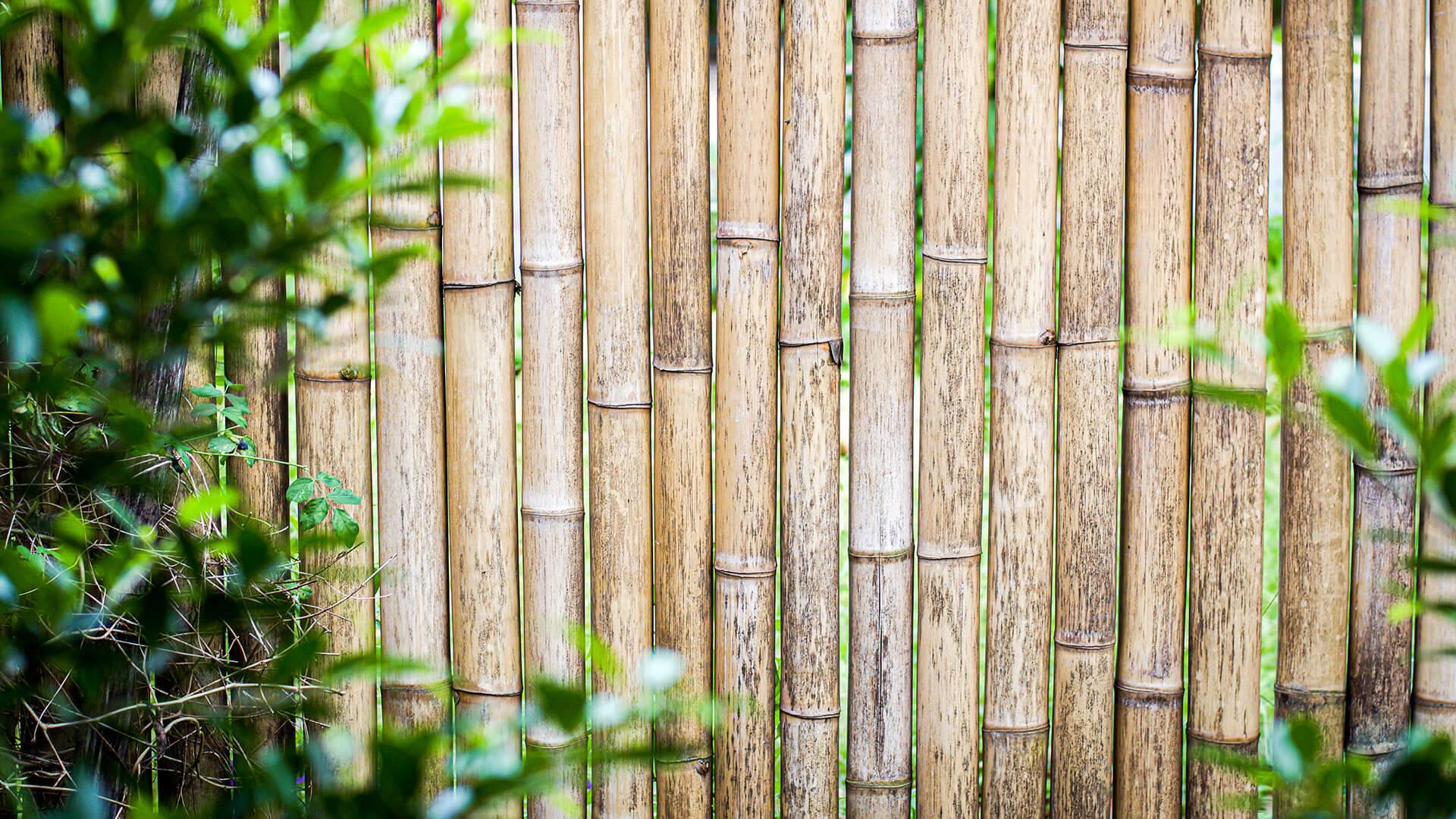 construction-bamboo